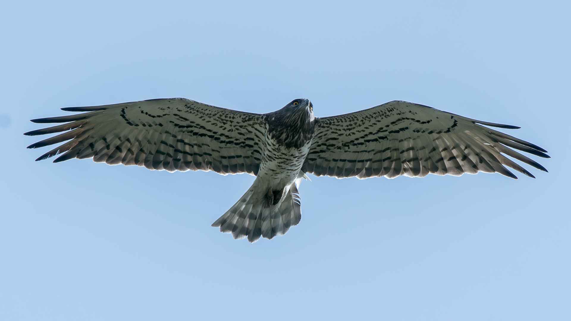 Short-toed Snake-Eagle
